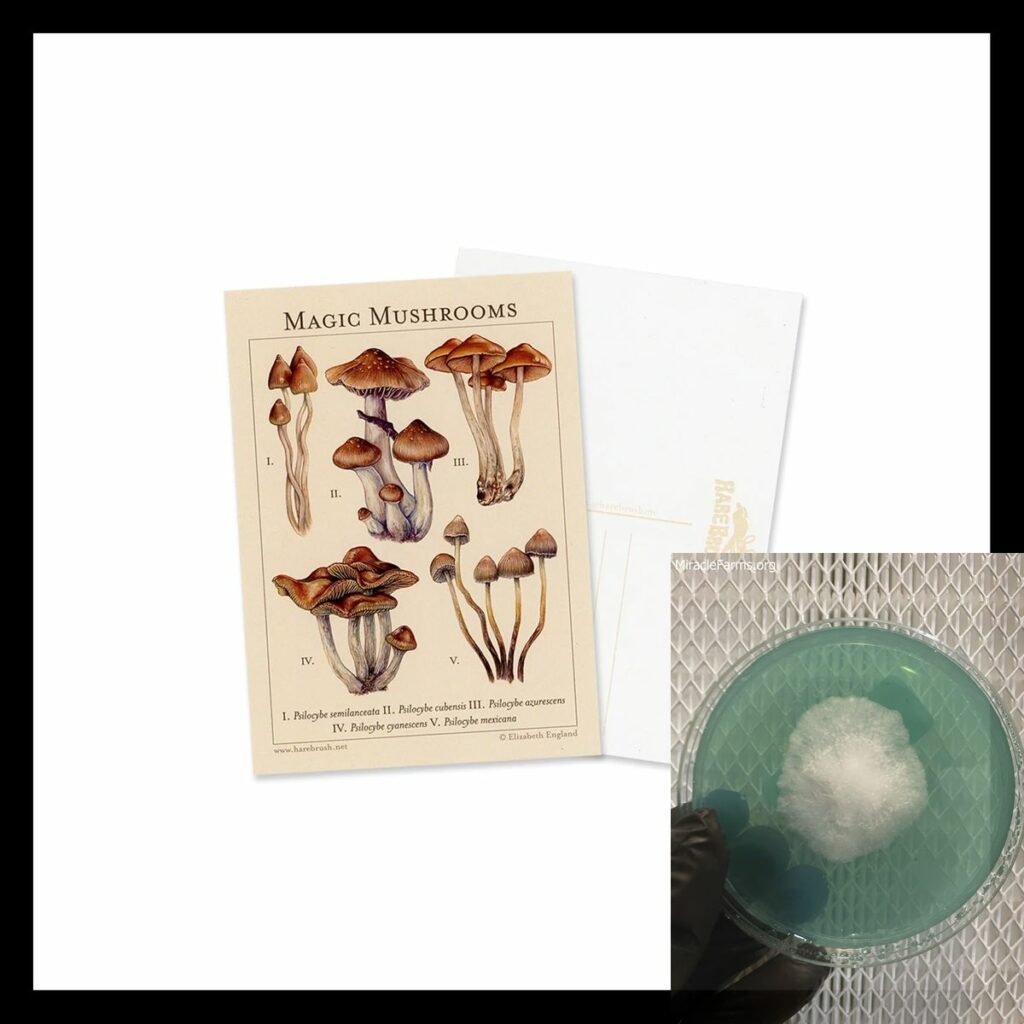 postcard edit worlds strongest mahic mushroom Psilocybe azurescens is a species of psychedelic mushroom that contains the compounds psilocybin and psilocin sold here today