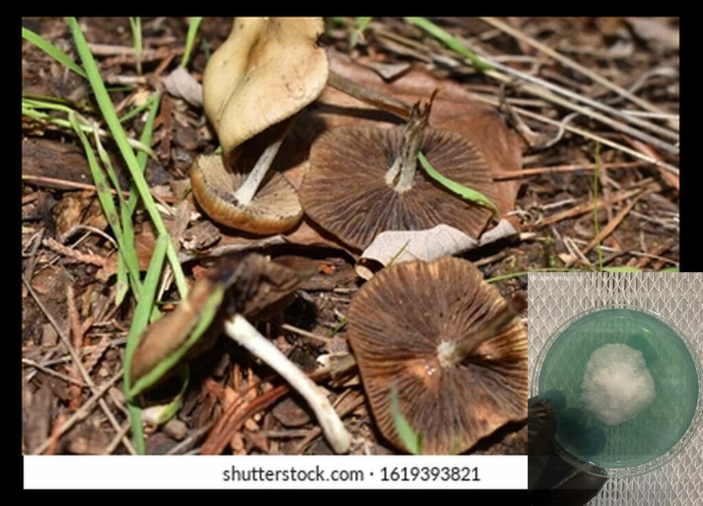 potent psilocybe cyanescens wavy cap nw worlds strongest mahic mushroom Psilocybe azurescens is a species of psychedelic mushroom that contains the compounds psilocybin and psilocin sold here today