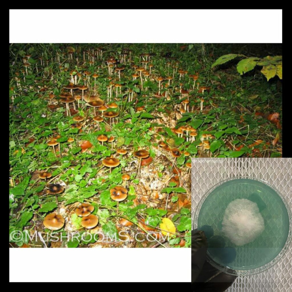 psilocybe azurescen x worlds strongest mahic mushroom Psilocybe azurescens is a species of psychedelic mushroom that contains the compounds psilocybin and psilocin sold here today