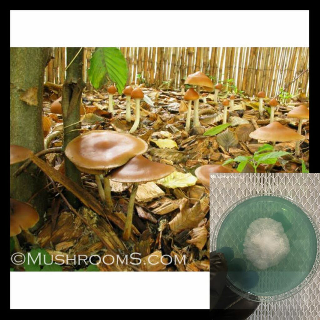 psilocybe azurescen x worlds strongest mahic mushroom Psilocybe azurescens is a species of psychedelic mushroom that contains the compounds psilocybin and psilocin sold here today