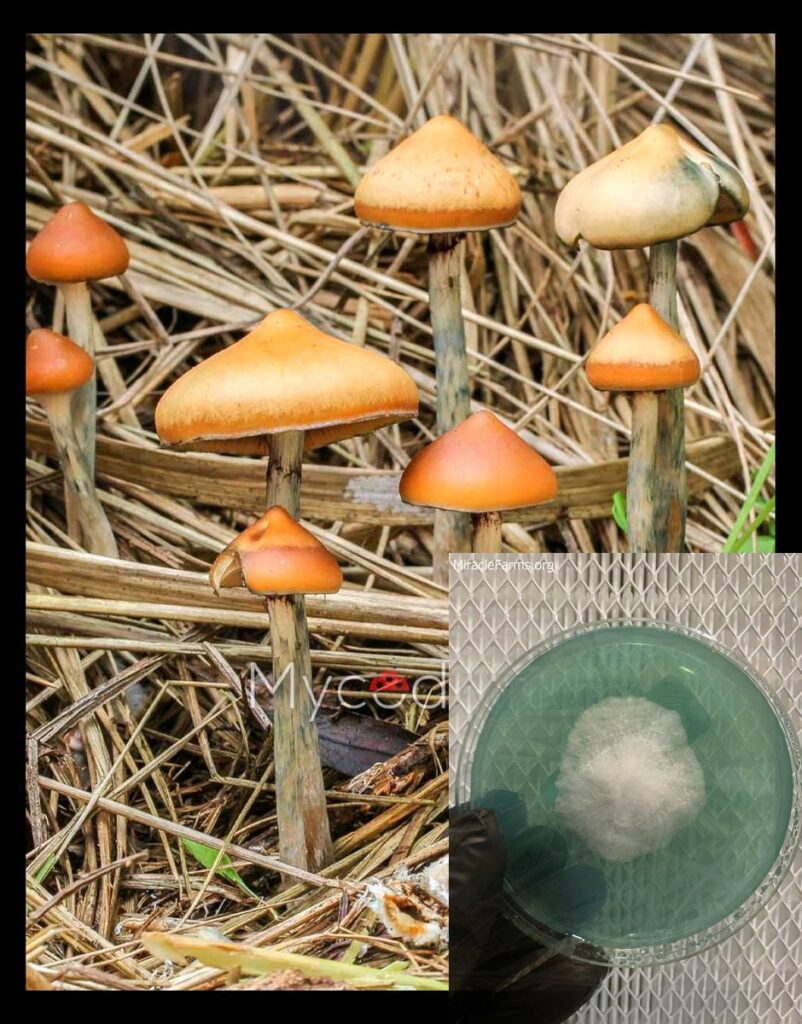 psilocybe azurescens worlds strongest mahic mushroom Psilocybe azurescens is a species of psychedelic mushroom that contains the compounds psilocybin and psilocin sold here today