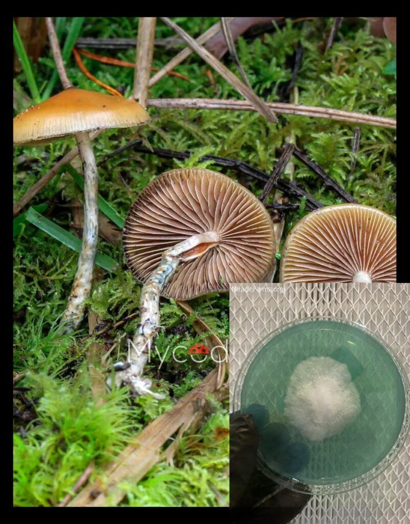 psilocybe azurescens worlds strongest mahic mushroom Psilocybe azurescens is a species of psychedelic mushroom that contains the compounds psilocybin and psilocin sold here today
