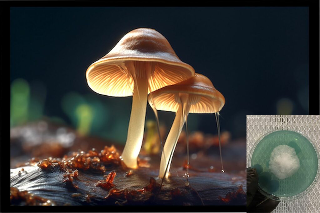 psilocybe azurescens mushroom worlds strongest mahic mushroom Psilocybe azurescens is a species of psychedelic mushroom that contains the compounds psilocybin and psilocin sold here today