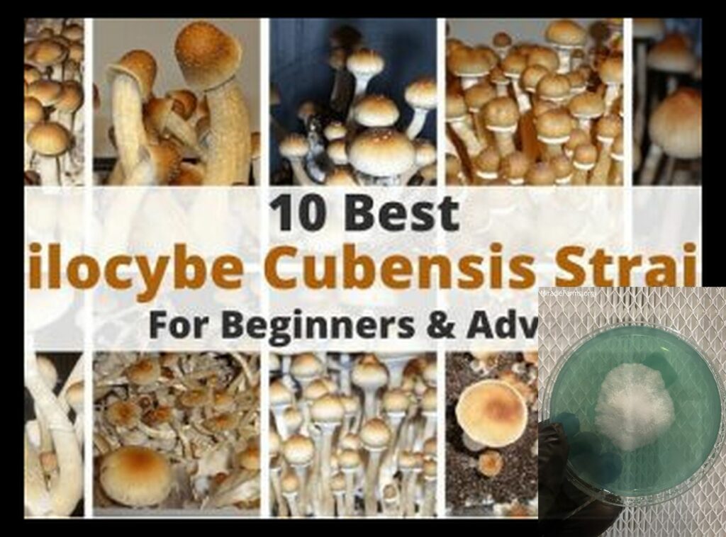 psilocybe cubensis x worlds strongest mahic mushroom Psilocybe azurescens is a species of psychedelic mushroom that contains the compounds psilocybin and psilocin sold here today