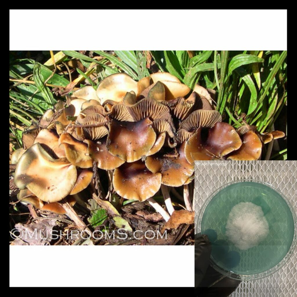 psilocybe cyanescens x worlds strongest mahic mushroom Psilocybe azurescens is a species of psychedelic mushroom that contains the compounds psilocybin and psilocin sold here today