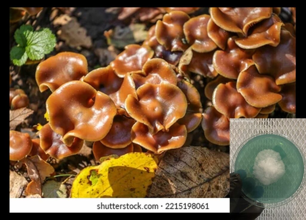 psilocybe cyanescens sometimes referred wavy nw worlds strongest mahic mushroom Psilocybe azurescens is a species of psychedelic mushroom that contains the compounds psilocybin and psilocin sold here today
