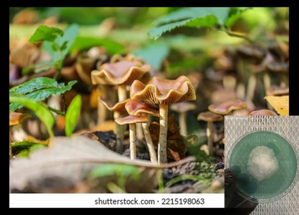 psilocybe cyanescens sometimes referred wavy nw worlds strongest mahic mushroom Psilocybe azurescens is a species of psychedelic mushroom that contains the compounds psilocybin and psilocin sold here today