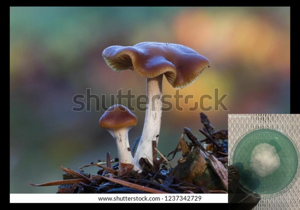 psilocybe cyanescens sometimes referred wavy w worlds strongest mahic mushroom Psilocybe azurescens is a species of psychedelic mushroom that contains the compounds psilocybin and psilocin sold here today
