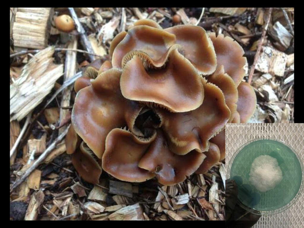 psilocybe cyanescens worlds strongest mahic mushroom Psilocybe azurescens is a species of psychedelic mushroom that contains the compounds psilocybin and psilocin sold here today
