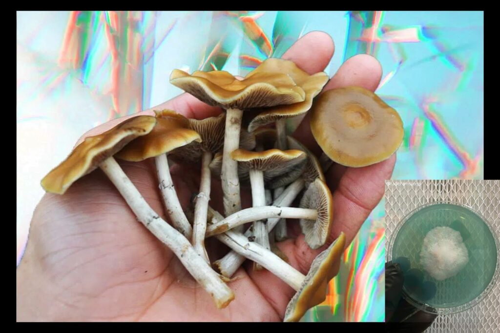 psilocybe ovoideocystidiata PRIMARY worlds strongest mahic mushroom Psilocybe azurescens is a species of psychedelic mushroom that contains the compounds psilocybin and psilocin sold here today
