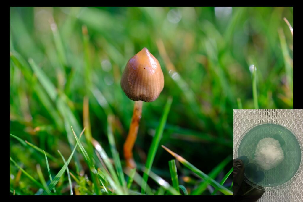 psilocybe semilanceata worlds strongest mahic mushroom Psilocybe azurescens is a species of psychedelic mushroom that contains the compounds psilocybin and psilocin sold here today