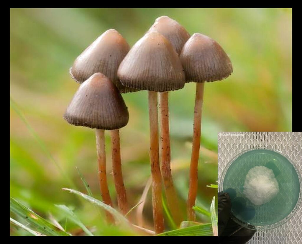 psilocybe semilanceata worlds strongest mahic mushroom Psilocybe azurescens is a species of psychedelic mushroom that contains the compounds psilocybin and psilocin sold here today