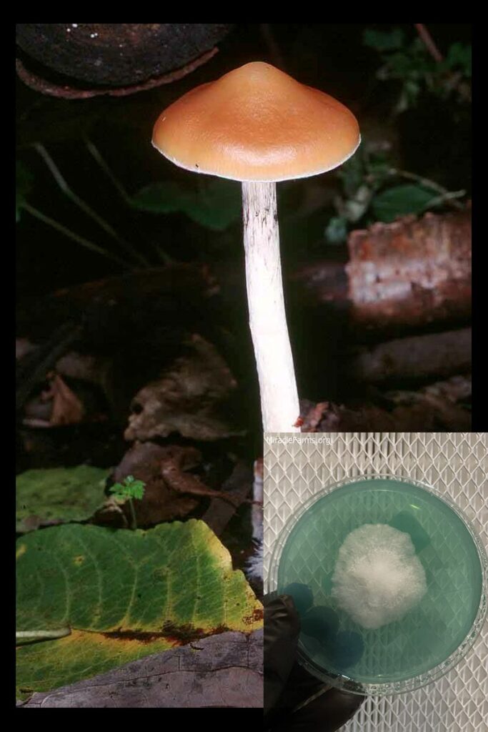 psilocybe azurescens big worlds strongest mahic mushroom Psilocybe azurescens is a species of psychedelic mushroom that contains the compounds psilocybin and psilocin sold here today