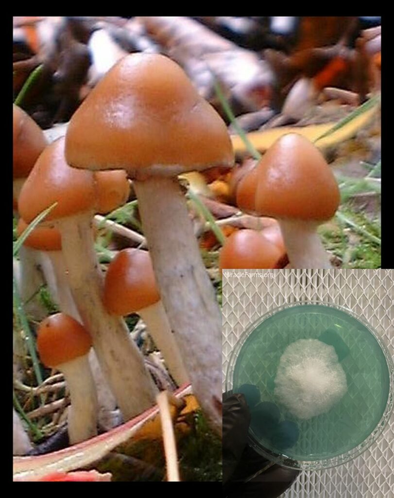 psilocybe azurescens sw worlds strongest mahic mushroom Psilocybe azurescens is a species of psychedelic mushroom that contains the compounds psilocybin and psilocin sold here today