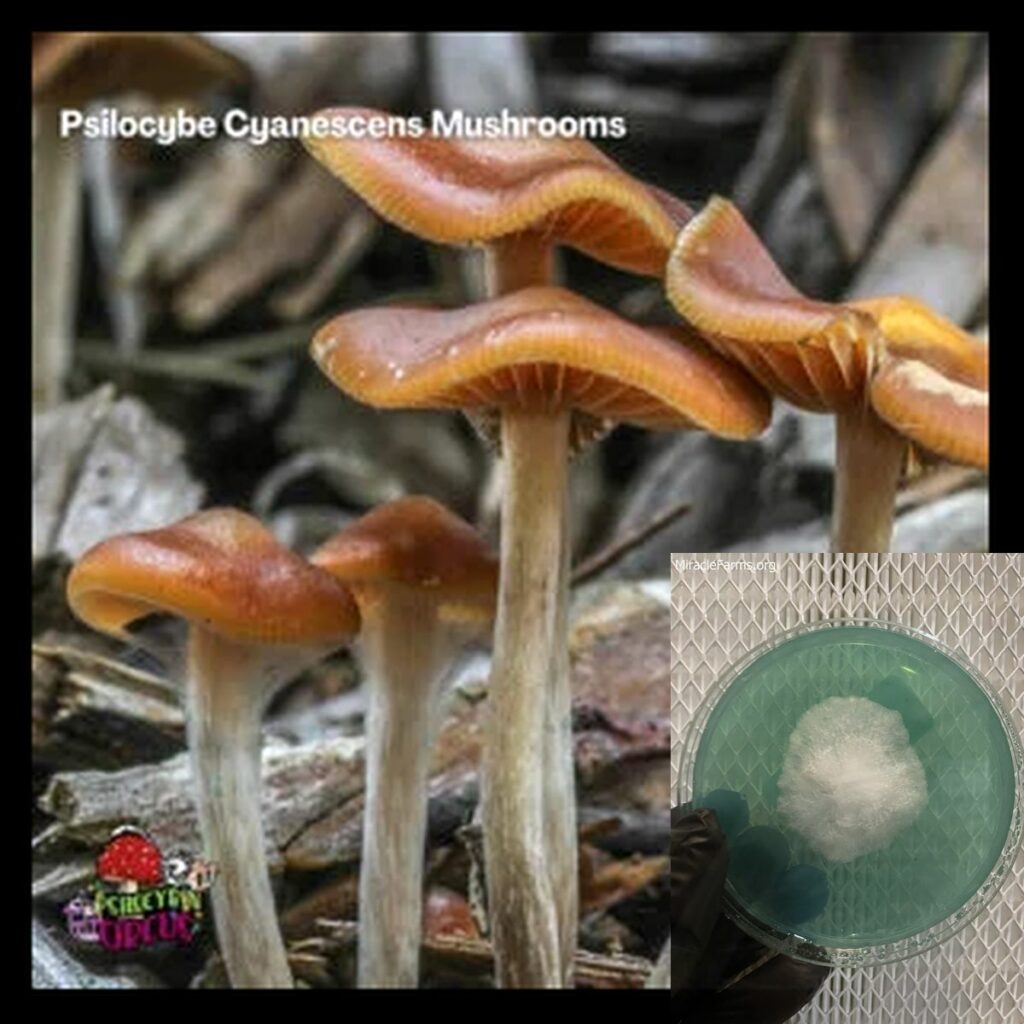 psilocybe cyanescens mushrooms x worlds strongest mahic mushroom Psilocybe azurescens is a species of psychedelic mushroom that contains the compounds psilocybin and psilocin sold here today
