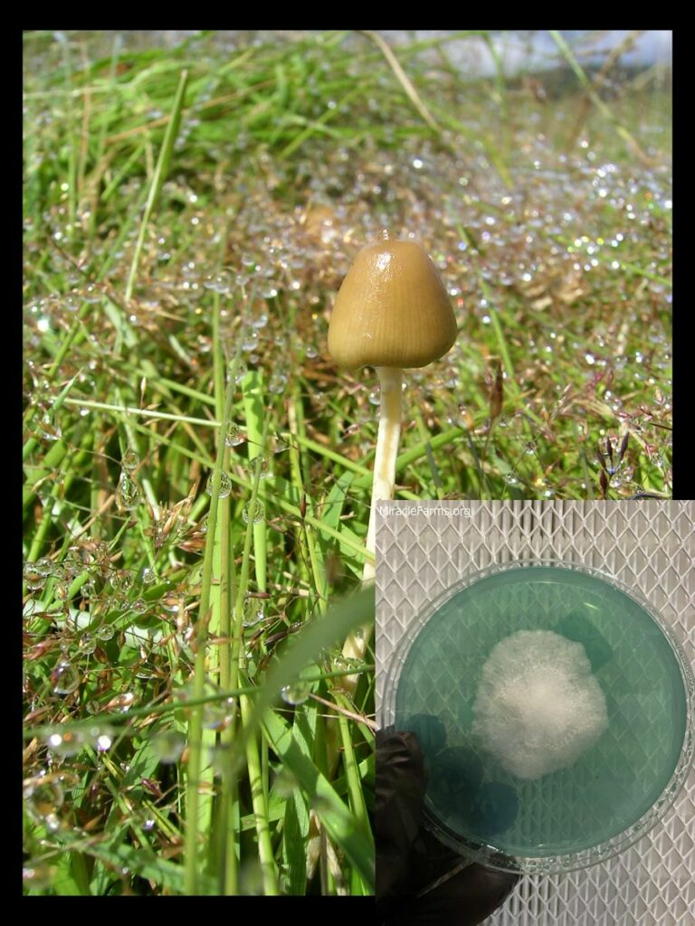 psilocybinstudy worlds strongest mahic mushroom Psilocybe azurescens is a species of psychedelic mushroom that contains the compounds psilocybin and psilocin sold here today
