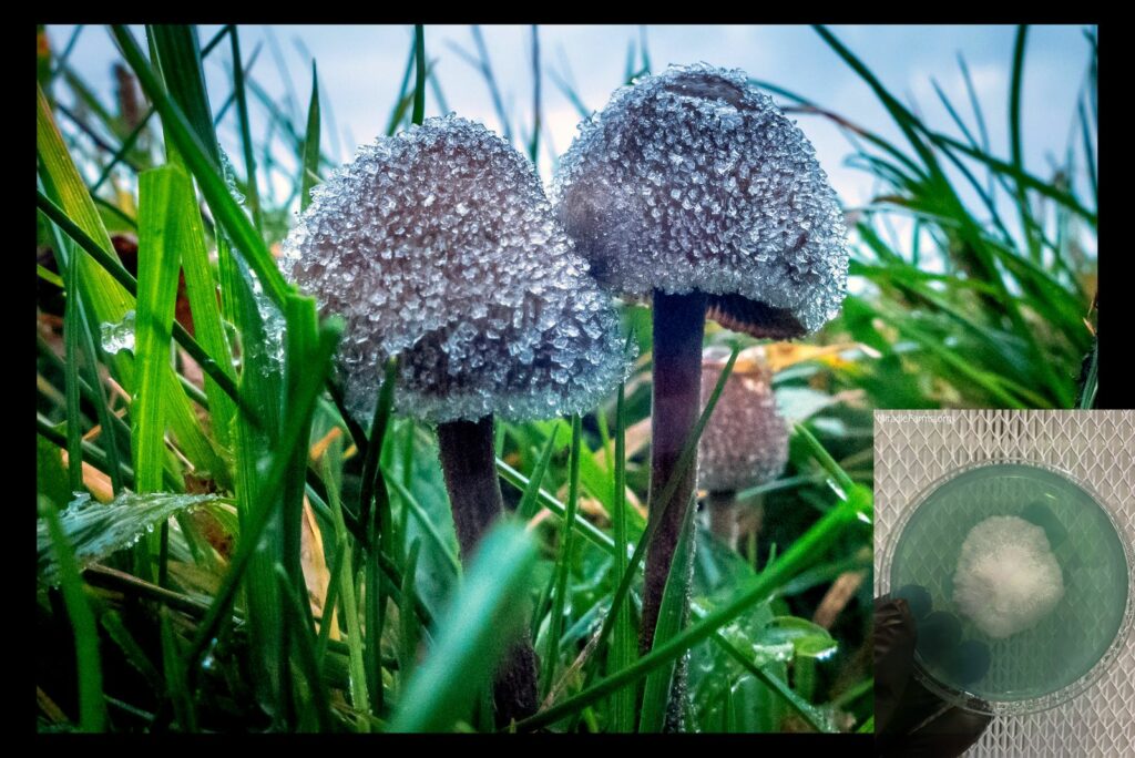 psychedelic magic mushrooms shroom