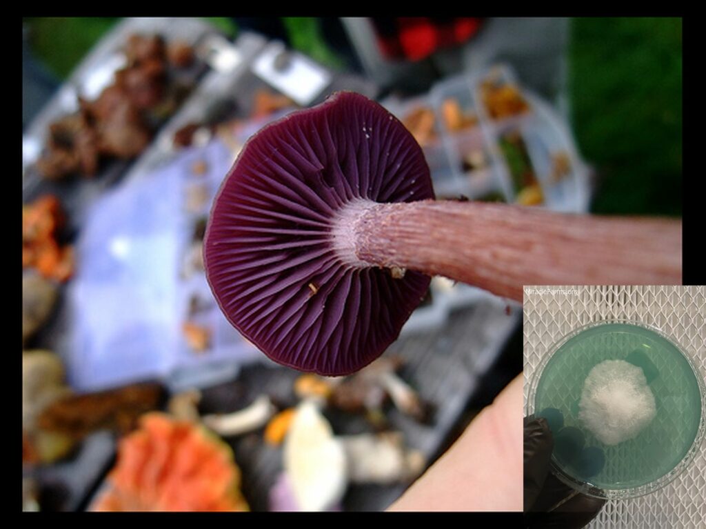 purplemushroom worlds strongest mahic mushroom Psilocybe azurescens is a species of psychedelic mushroom that contains the compounds psilocybin and psilocin sold here today