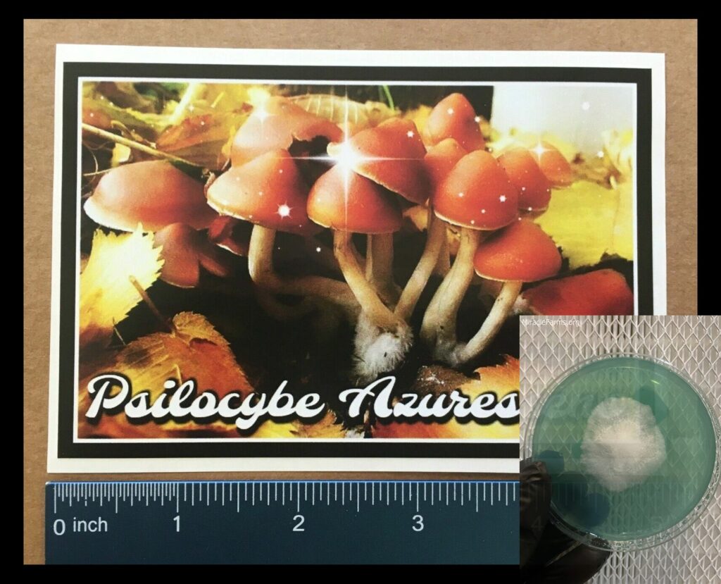 s l worlds strongest mahic mushroom Psilocybe azurescens is a species of psychedelic mushroom that contains the compounds psilocybin and psilocin sold here today