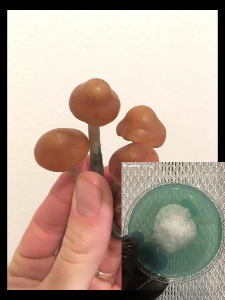 s p i w worlds strongest mahic mushroom Psilocybe azurescens is a species of psychedelic mushroom that contains the compounds psilocybin and psilocin sold here today