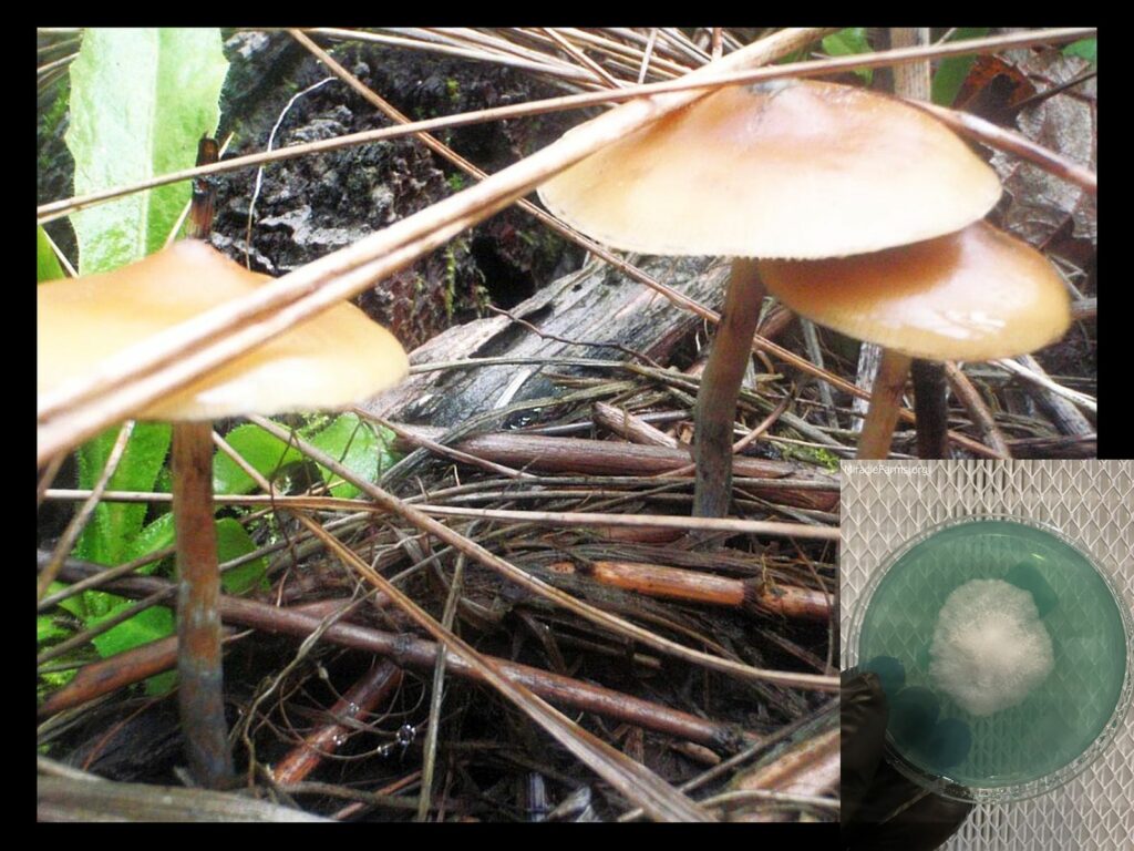 sattlicherkahlkopf worlds strongest mahic mushroom Psilocybe azurescens is a species of psychedelic mushroom that contains the compounds psilocybin and psilocin sold here today
