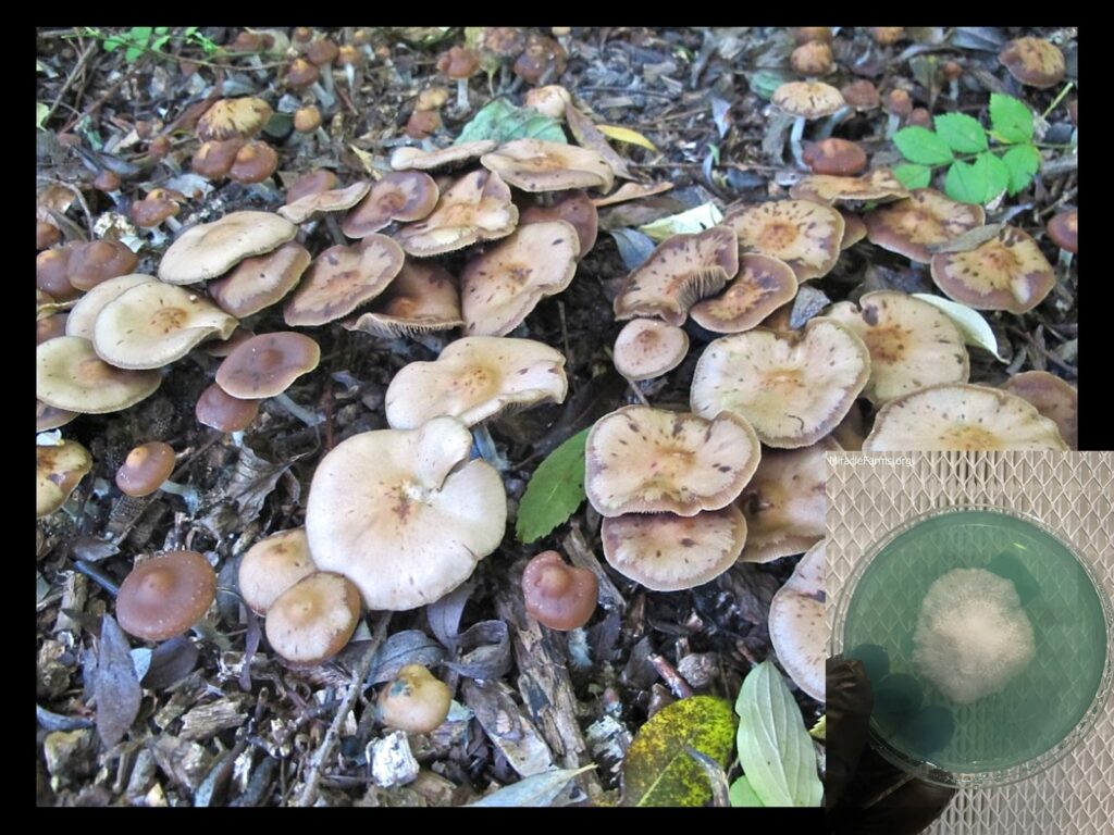 sattlicherkahlkopfspur worlds strongest mahic mushroom Psilocybe azurescens is a species of psychedelic mushroom that contains the compounds psilocybin and psilocin sold here today