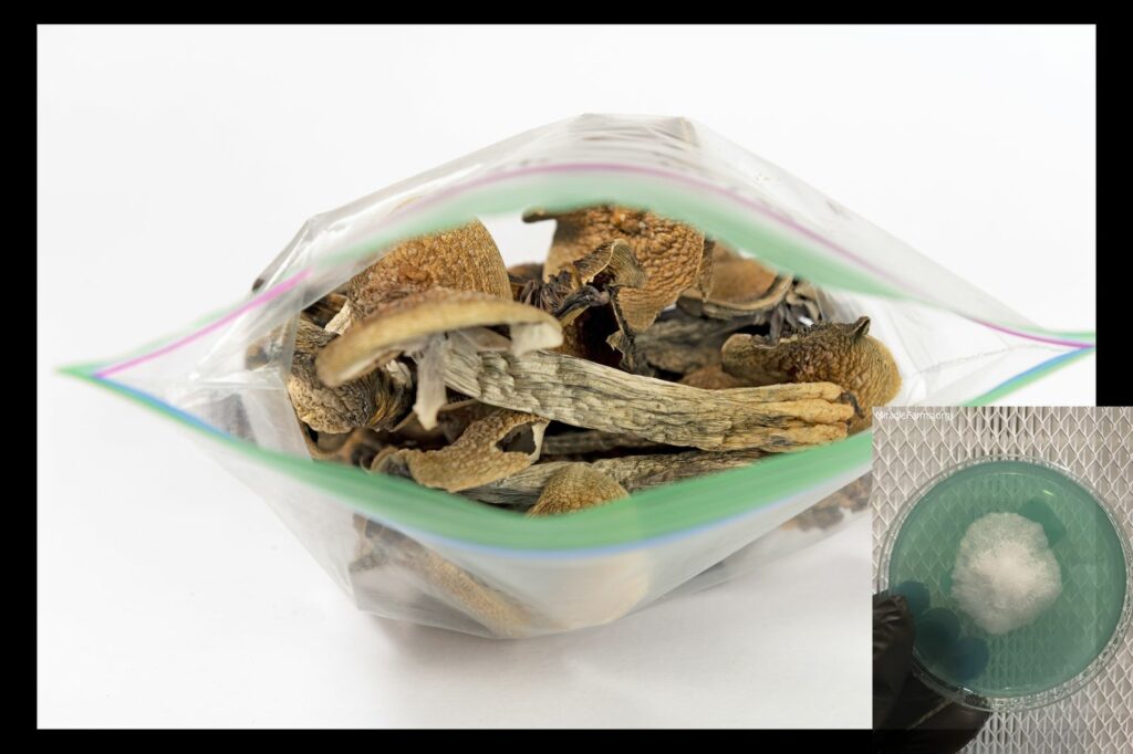 shrooms dosage information guide psilocybe cubensis