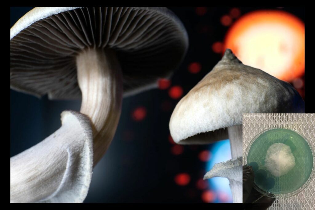 shutterstock worlds strongest mahic mushroom Psilocybe azurescens is a species of psychedelic mushroom that contains the compounds psilocybin and psilocin sold here today
