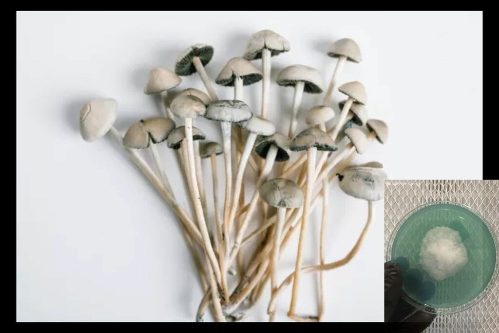 shutterstock x worlds strongest mahic mushroom Psilocybe azurescens is a species of psychedelic mushroom that contains the compounds psilocybin and psilocin sold here today