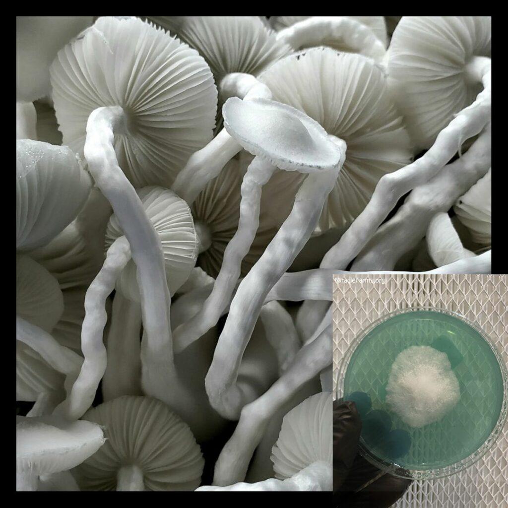 tat mushroom spores