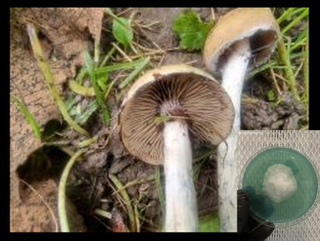 thumb Psilocybe azurescens worlds strongest mahic mushroom Psilocybe azurescens is a species of psychedelic mushroom that contains the compounds psilocybin and psilocin sold here today