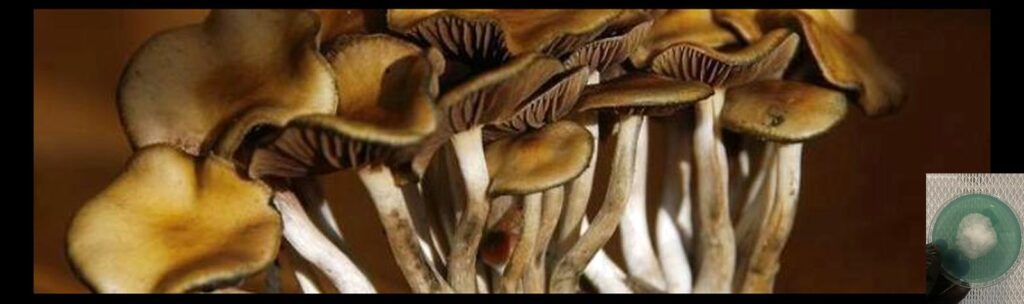 top worlds strongest mahic mushroom Psilocybe azurescens is a species of psychedelic mushroom that contains the compounds psilocybin and psilocin sold here today
