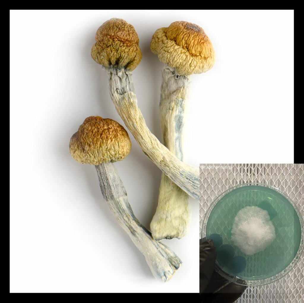 trinity worlds strongest mahic mushroom Psilocybe azurescens is a species of psychedelic mushroom that contains the compounds psilocybin and psilocin sold here today