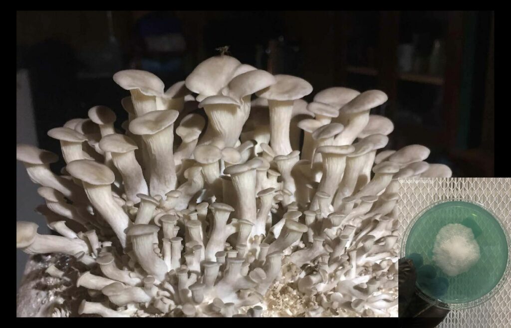 Penis Envy Cambodian Golden Teachers Tidal Wave mushroom spores for sale