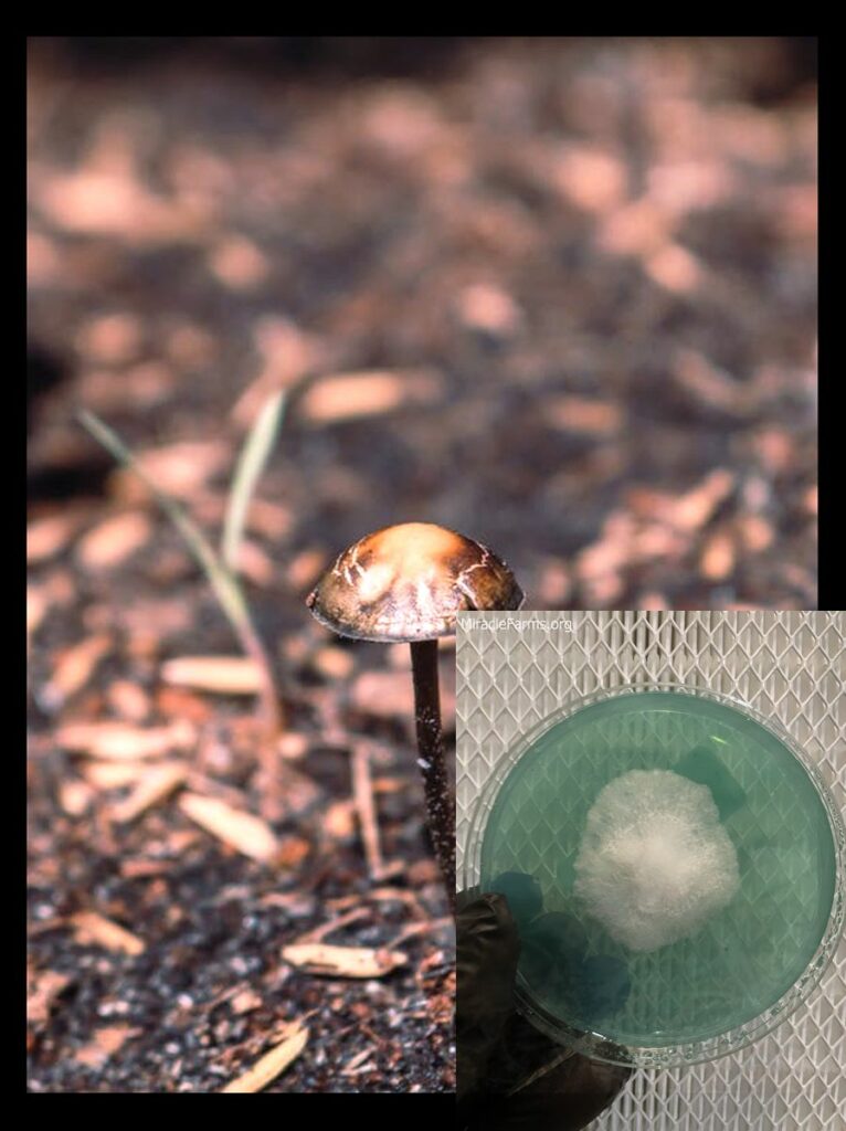 A beginners guide to magic mushroom strains