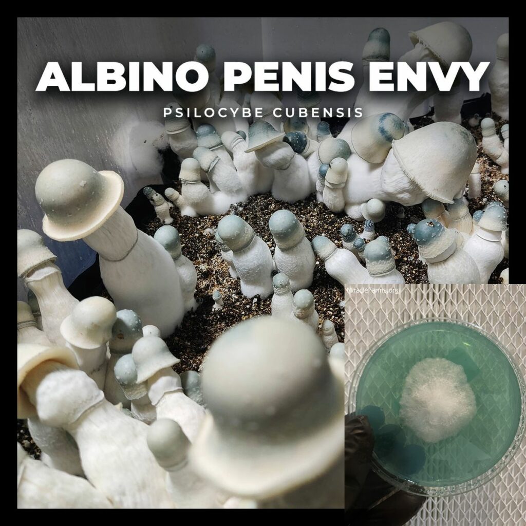 Albino penis envy APE mushroom strain