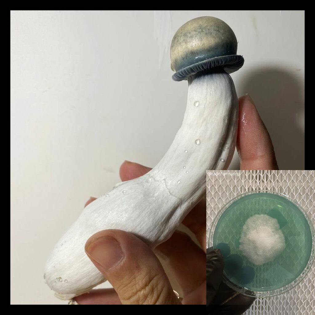 Albino penis envy huge mushroom