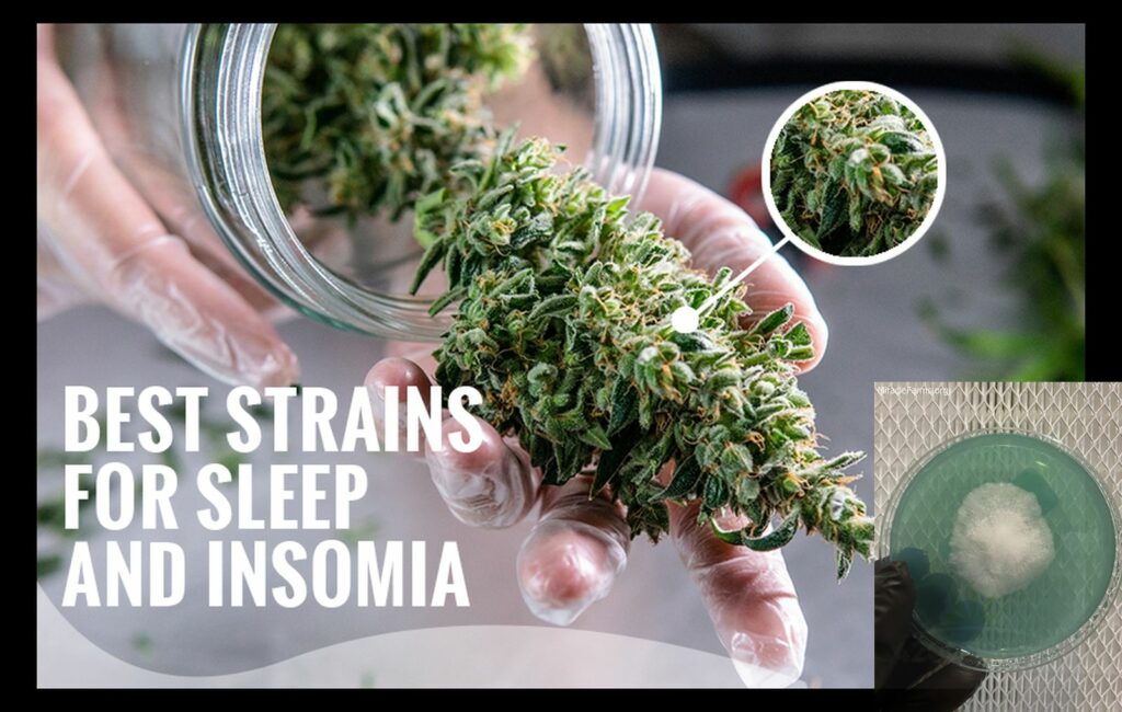 Best Strains for Sleep and Insomia