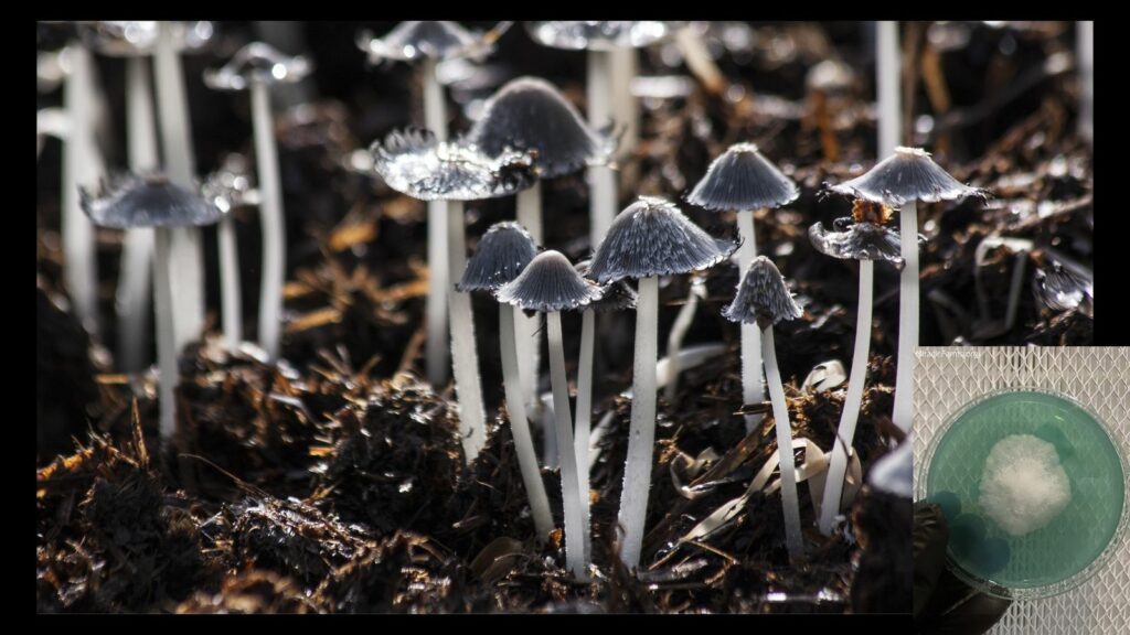MYCO The Best Growing Mediums for Cultivating Mushrooms