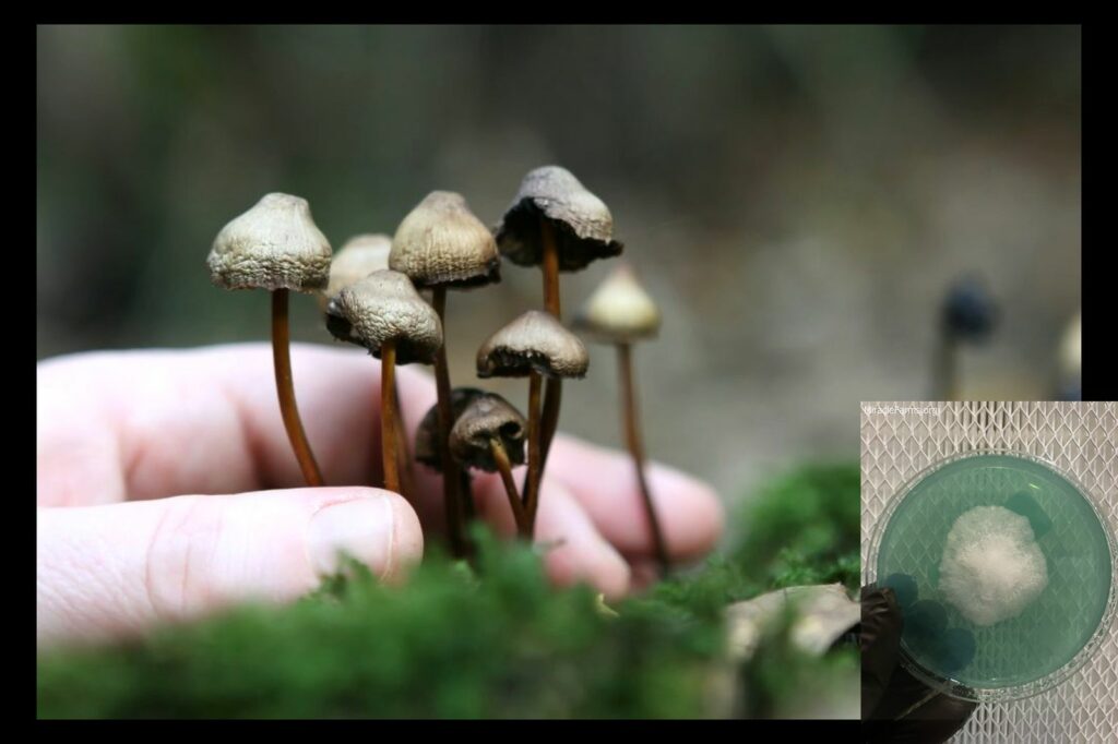 Magic Mushroom x