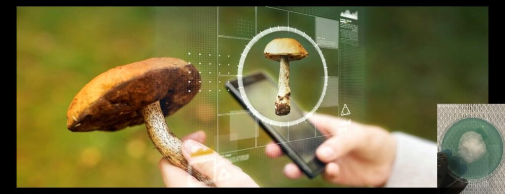 Mushroom identification app cover pic x