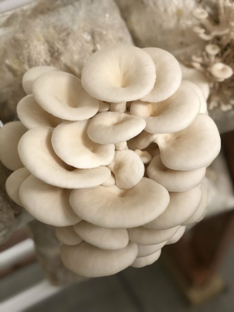 Pearl  Summer White Oyster
