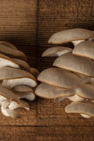 Pearl oyster mushroom for sale