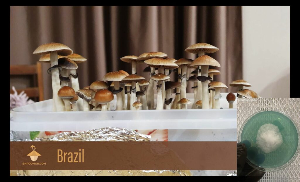 Psilocybe cubensis Brazil strain first flush of fruiting and harvesting