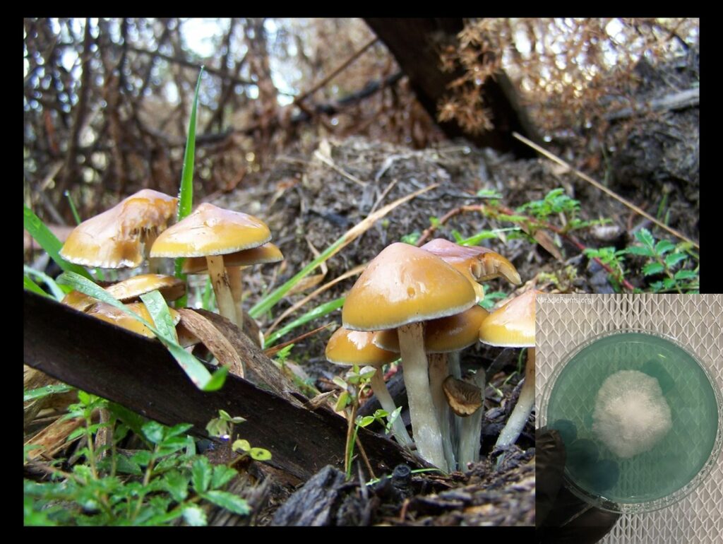 QAAFI magic mushrooms