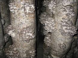 The HK 35 is a strain of the Oyster Mushroom (Pleurotus ostreatus)