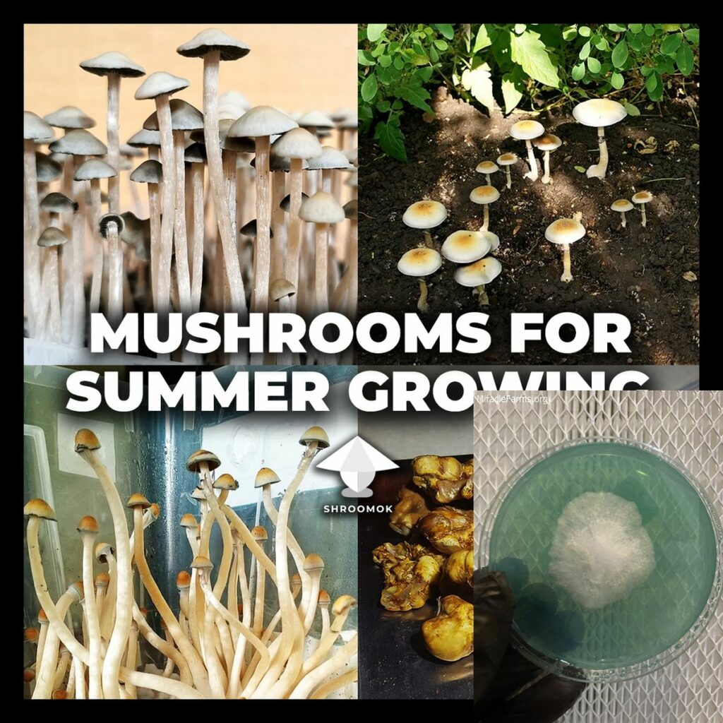 The best magic mushroom species for hot season growing