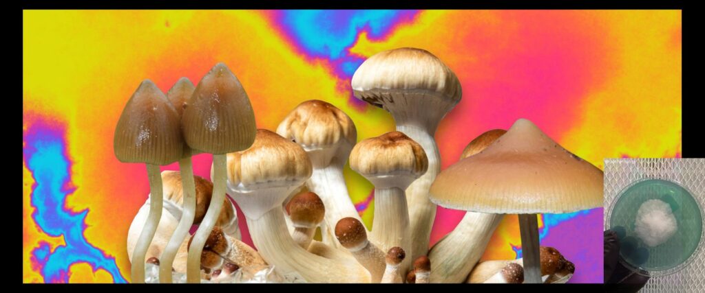 Types Psychedelic Mushrooms