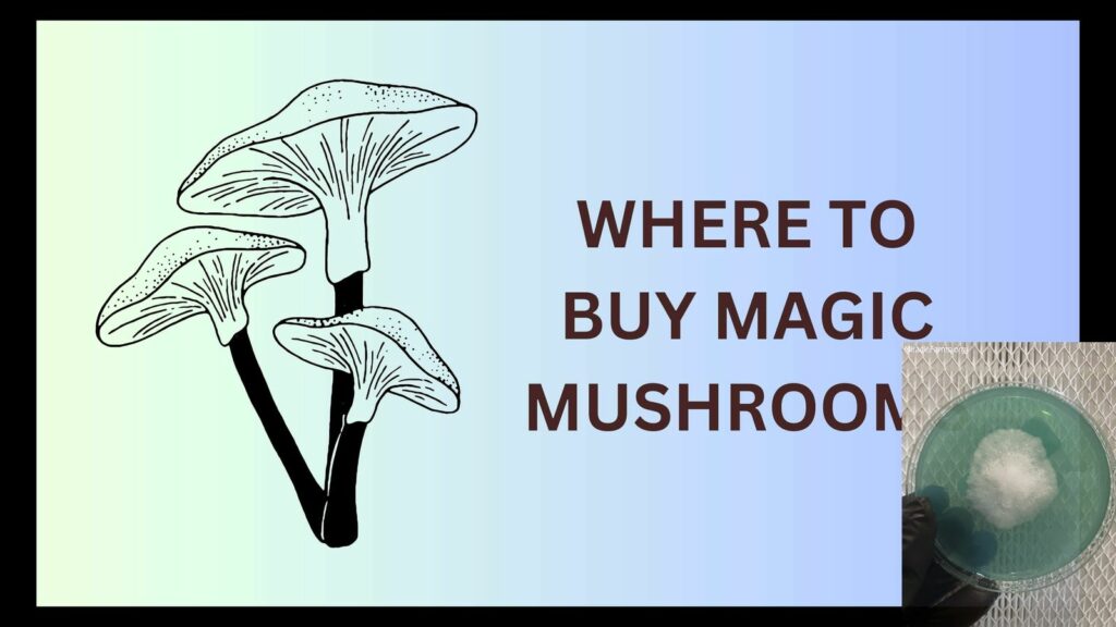 Where to Buy Magic Mushrooms