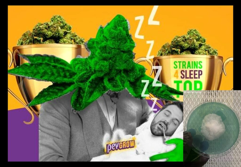 best marijuana strains for sleep ranking